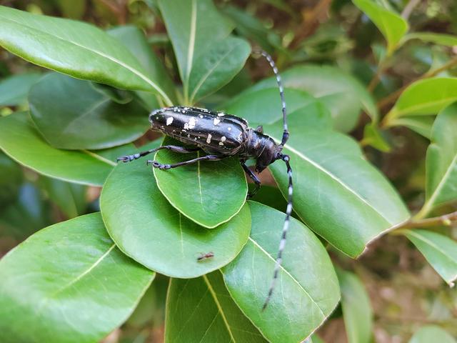 天牛是什么，天牛是什么科目（天牛）
