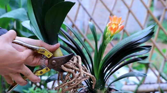 君子兰叶根腐烂怎么治，君子兰叶根腐烂怎么治好（巧施4个步骤就可以挽救）
