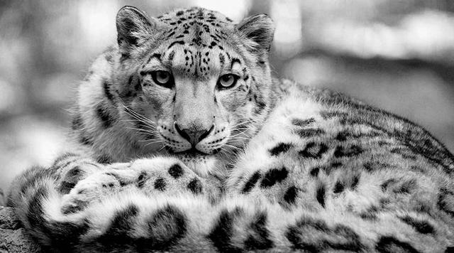 雪豹后传之苍狼全集，雪豹三部曲是哪三部（狼群调虎离山在荒原伏击雪豹）