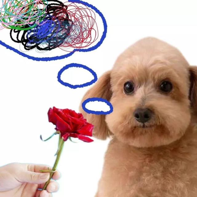 狗的土味方言，一些土味小狗怪图，收了