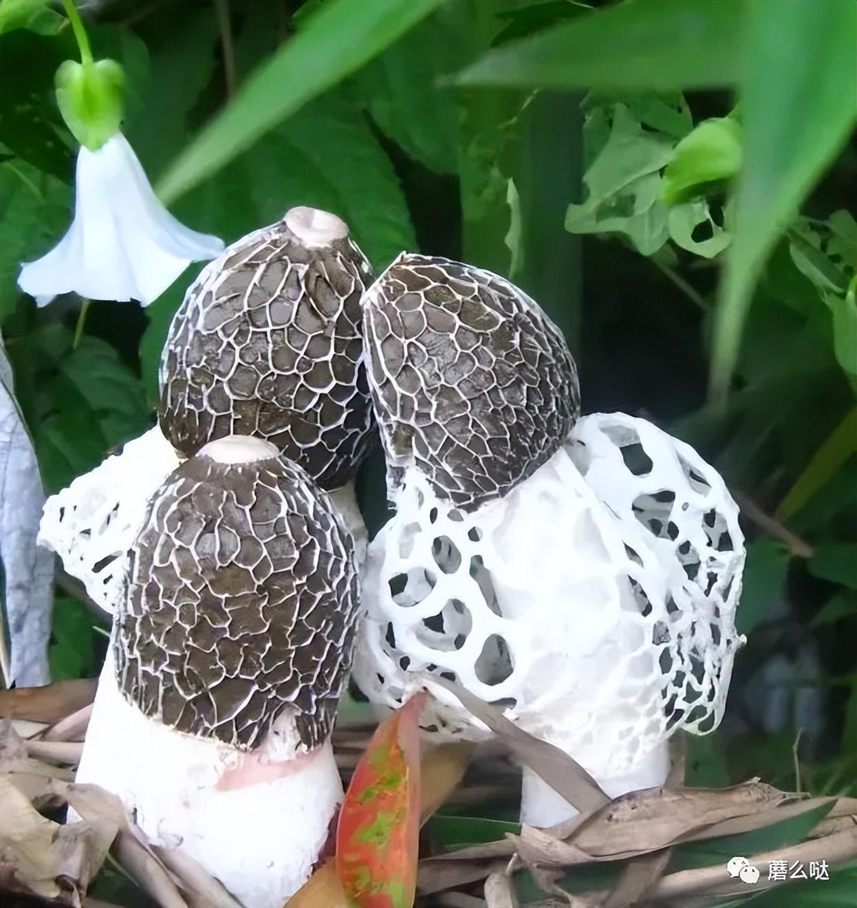 么么哒,你喜欢的鲜红托竹荪/竹 新鲜竹荪怎么吃与做法大全图(竹