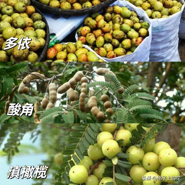 木瓜为什么是苦的，其实它才是真正的本土木瓜