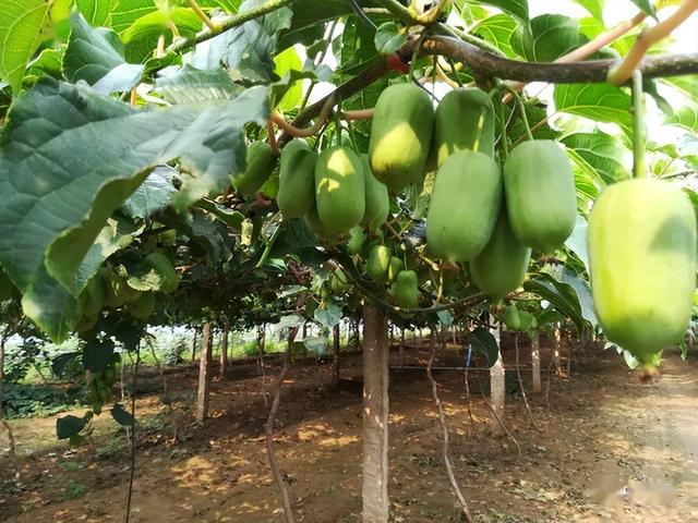 在家种猕猴桃小妙招，在家怎么种猕猴桃（院里种点软枣猕猴桃果树）
