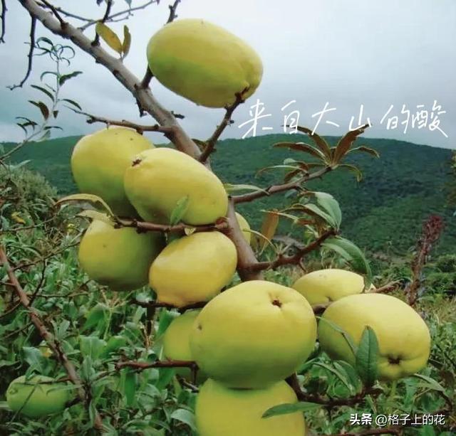 木瓜为什么是苦的，其实它才是真正的本土木瓜