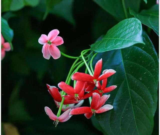 看望病人买什么鲜花，适合送病人的鲜花有哪几种（哪些花代表健康、平安、幸福）