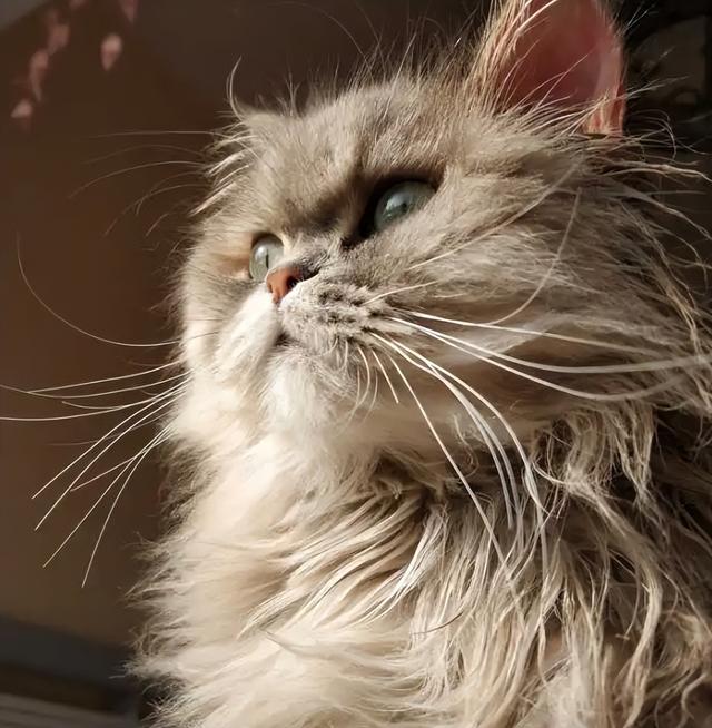 养金吉拉最忌讳什么，金吉拉为什么不能养（养金吉拉猫的“8大禁忌”）