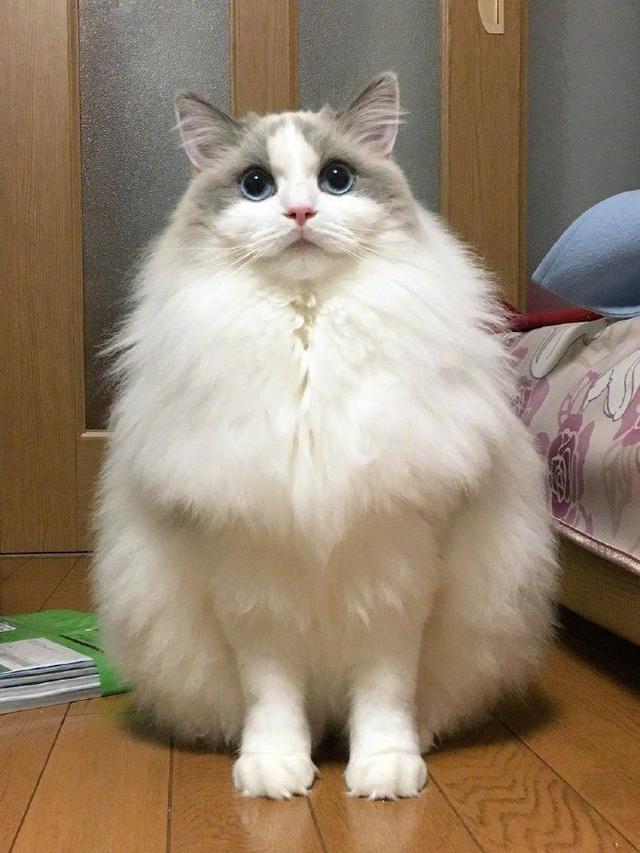 最不建议养的10种猫，这几种猫越养越心累