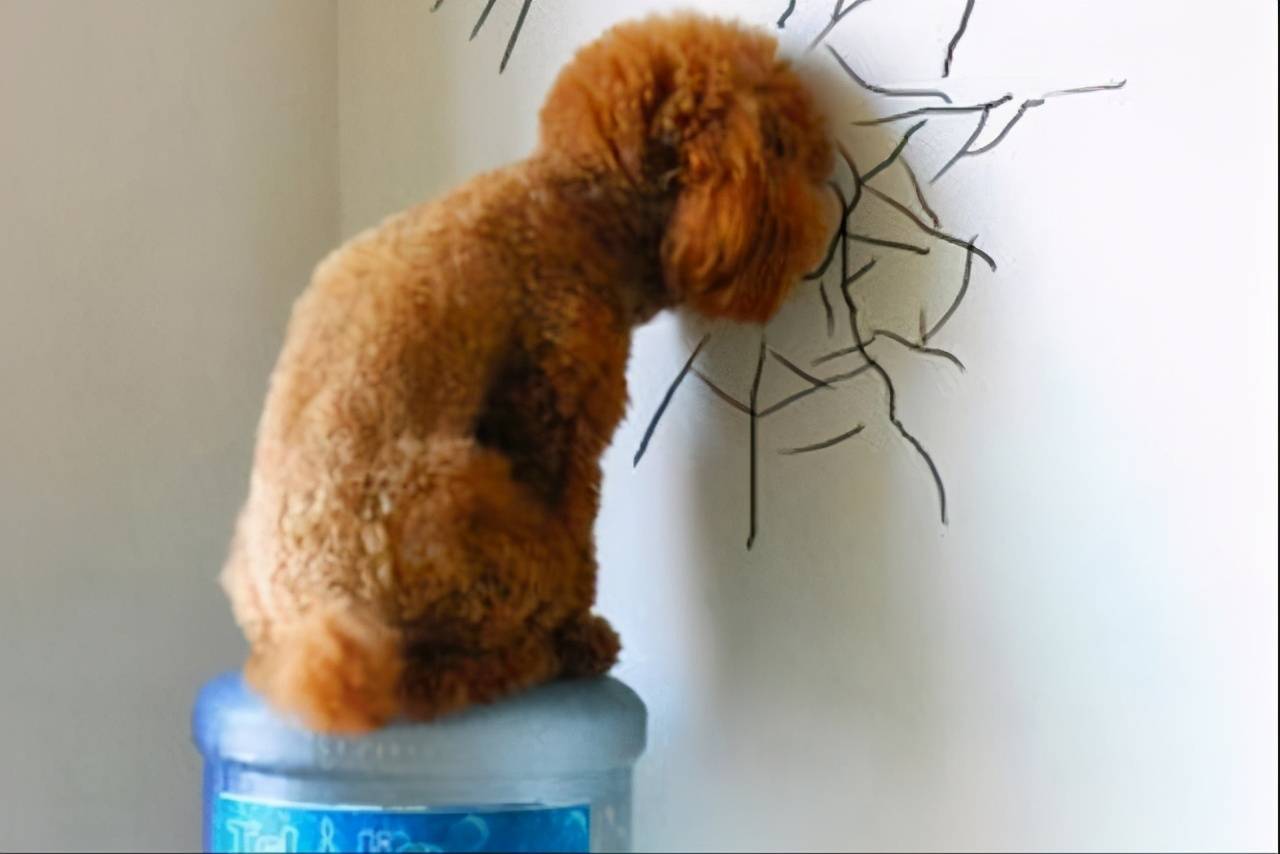 狗狗在"忍痛"的7个信号,铲屎官一定要知道