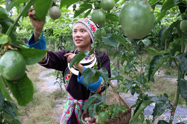 百香果的种植方法，百香果种植时间和方法（教你怎样种百香果树）