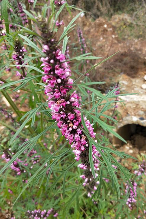 农村能吃的100种野菜图片，有哪些野菜可以吃