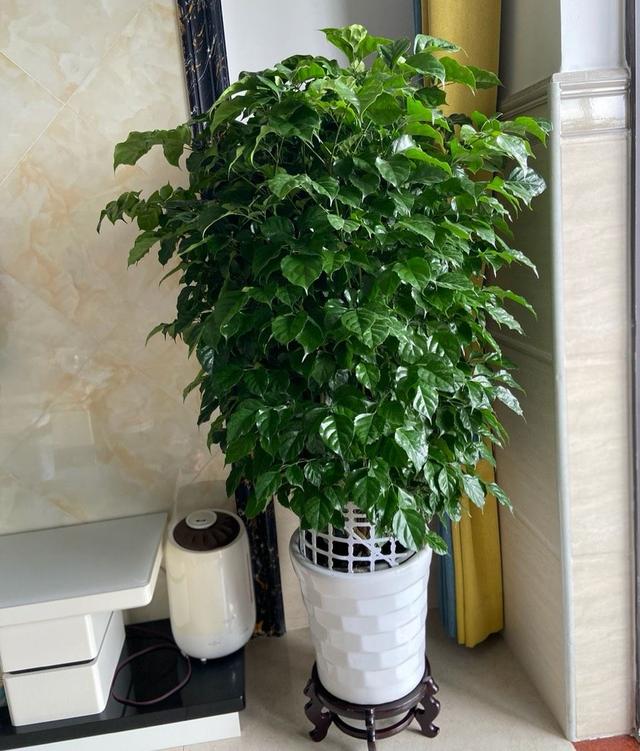 幸福树是一种四季常绿的植物,它可以常年养在家中,可以放在客厅里面