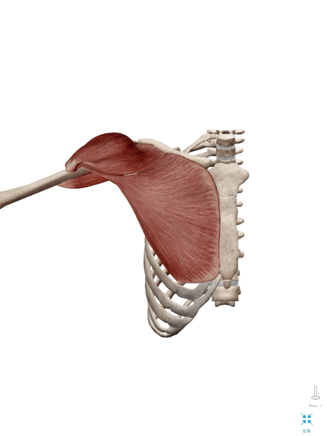 胸大肌的功能解剖