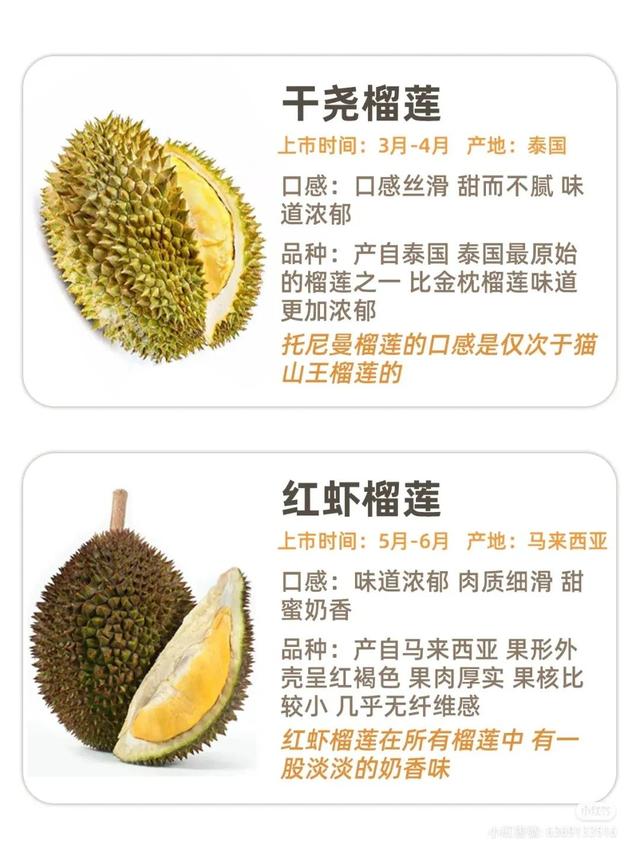 苏丹王榴莲是什么季节，苏丹王榴莲是什么季节的（常见榴莲的区别及口感）