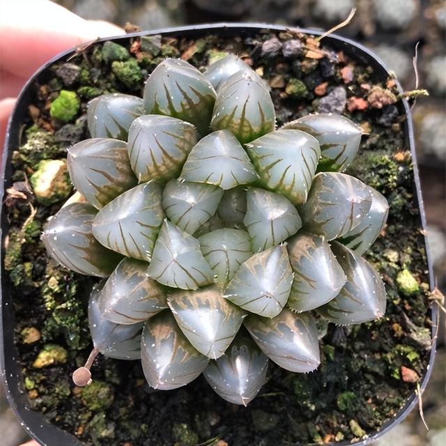 黑肌玉露的养殖和注意事项,黑肌玉露几个品种(那么这"10种普通货")