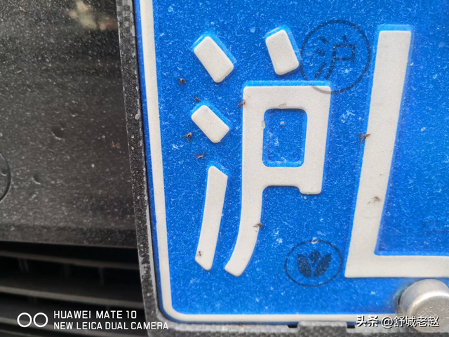 青a是哪里的车牌，青a是什么地方的牌照（——谈谈车辆号牌）