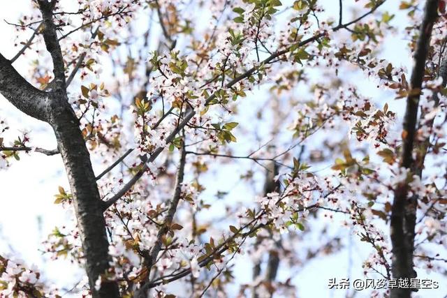 红叶李的花语是什么，红叶李象征着什么（新春校园花满园）