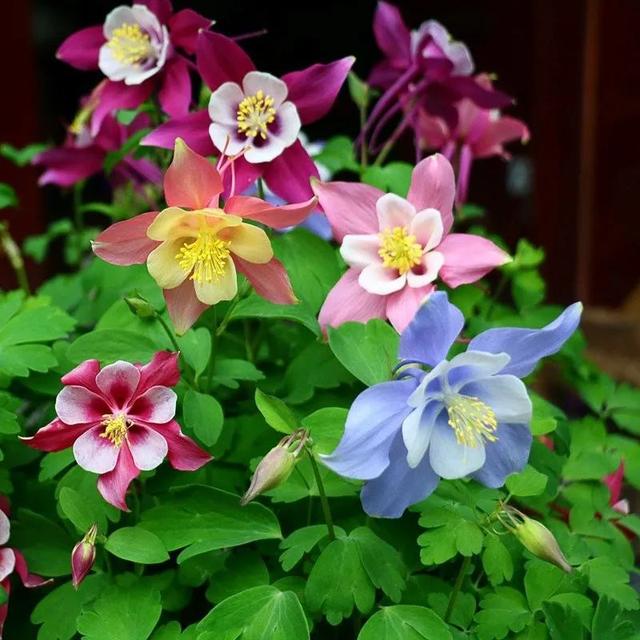 耧斗菜什么时候播种，耧斗菜种子几天能出苗（让它从冬天一直开到春天）