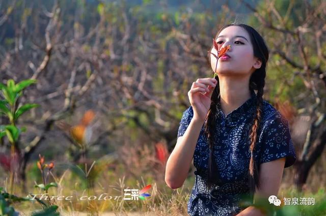 鬼圪针，鬼根针是什么？据说可以泡茶喝。有什么要求（郭进拴，黄河黄，长江长）