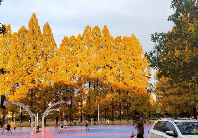 黄山学院怎么样，排名好不好（旅游专业的佼佼者——黄山学院）