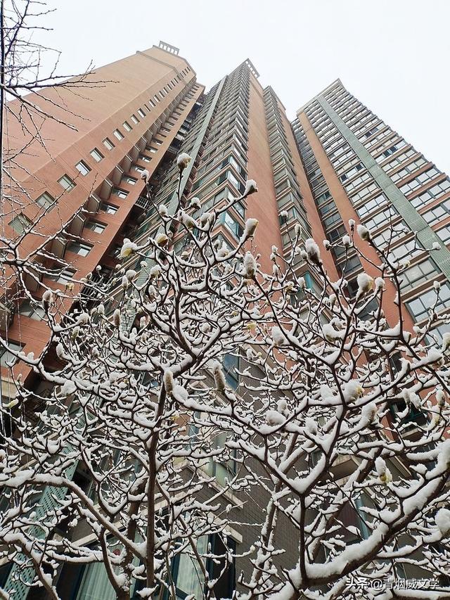 春天真美写一小段话，春天真美呀写句子（一场雪，让这里的春天真美）