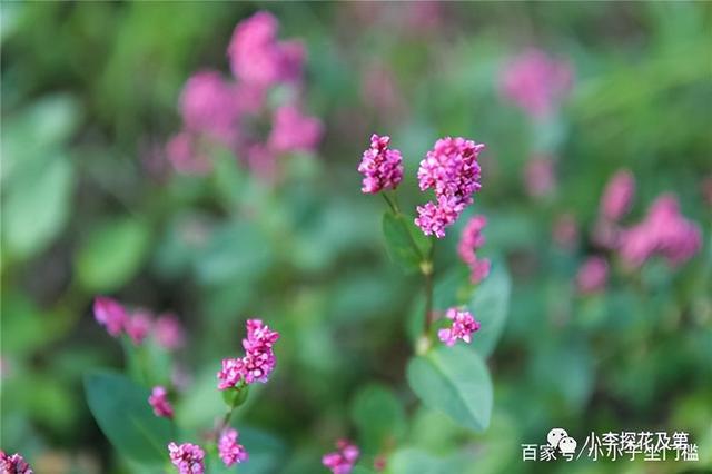 带三点水的清怎么写，带三点水的清怎么写怎么组词（ 清明时节话“清”和“明”）