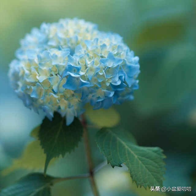 暗恋表白送什么花好，暗恋送花送什么花（男孩子们，千万不要送错花了）