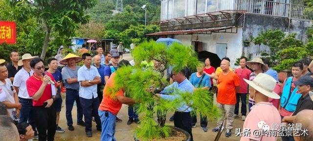 7月开什么花，哪些花是夏天开的（八月花飞万物生）