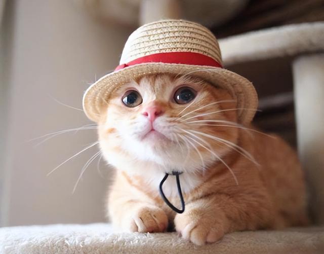 猫一天喝多少水，猫一天喝多少ml水（你家“主子”每天的饮水量达标了吗）