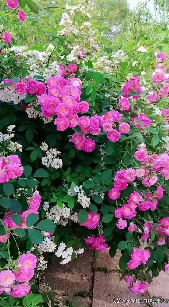 莺歌燕舞是什么季节，柳绿花红莺歌燕舞是什么季节（百花争艳的季节）