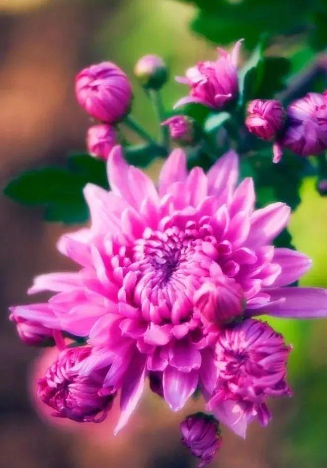各种花的代表寓意，这几种花的寓意你知道多少
