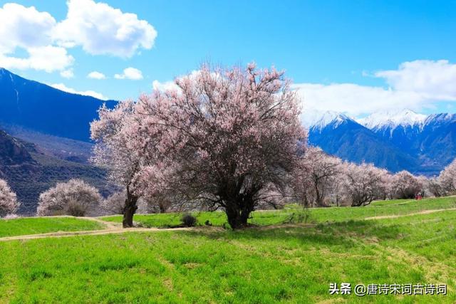 春天有哪些景物可以写，春天有哪些景物可以写50字（陌上有风景，也有你）
