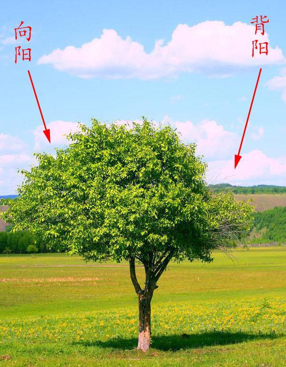 不是每株树木树叶茂密稀疏明显,多选几株综合判断),树木的年轮稀疏的