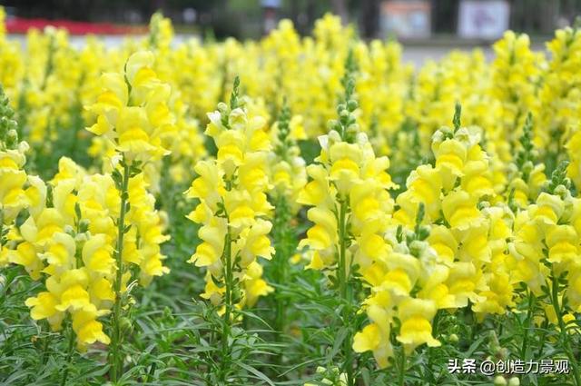 十种不同颜色的花，10种黄色系的庭院花卉