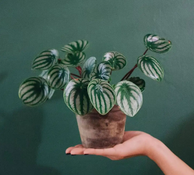 绿天鹅绒海芋养殖方法，5种“贵族花”（绿天鹅绒海芋养殖方法图片）