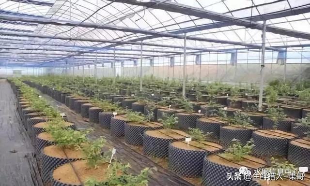 蓝莓产地主要在哪个省，蓝莓产地主要在哪个省最好（中国蓝莓主要产地分布及品种介绍）