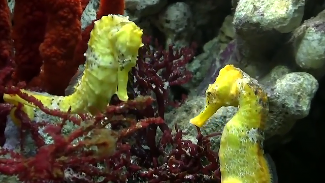 蜉蝣是什么动物，地球上会有“永生”的生物吗