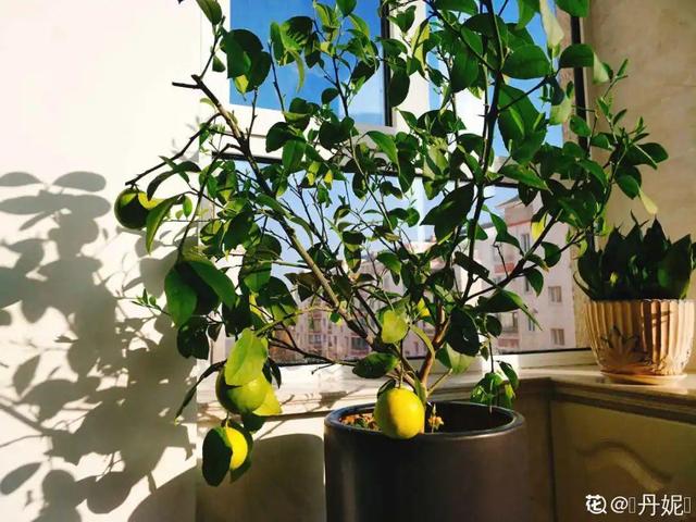 适合卧室养的花，卧室适合养什么花（卧室养4种花）