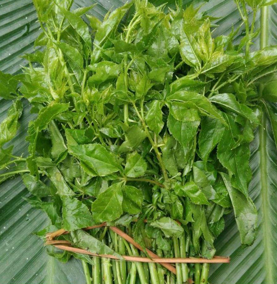 农村能吃的100种野菜图片,有哪些野菜可以吃 农村能吃的100种野菜图片,有哪些野菜可以吃
