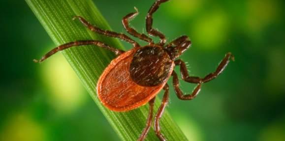 蜱虫生活在什么样的地方(在野外,如何防范蜱虫的叮咬)