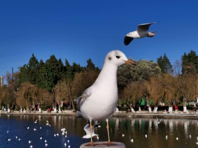 昆明一日游最佳景点一览表，昆明32个最适合一日游的免费景点（四季如春的昆明很适合旅游）