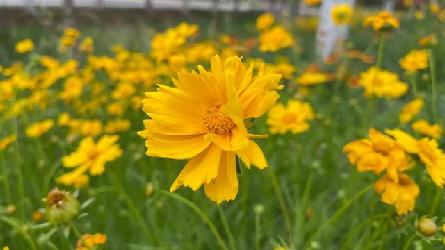 六月的菊花长啥样，一起去打卡西昌初夏美景