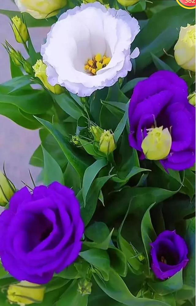 情侣网名简单干净，简单的四字情侣网名  不负情深°| 不离久伴°（你是我此生最牵挂的人）