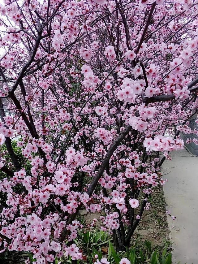 桃花象征着什么，桃花象征什么高贵品质（是人们对自由和美好生活的象征）