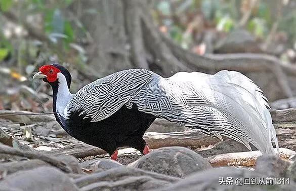 白娴鸟（白娴鸟图片，白娴鸟怎样的养殖（白鹇鸟唯美图片）