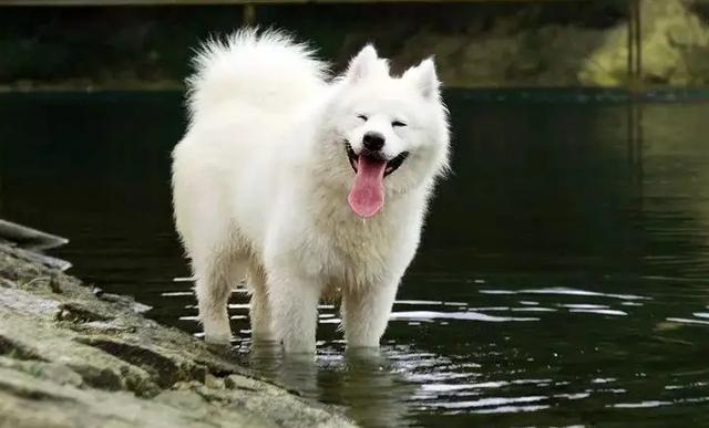 饲养萨摩耶的方法及注意事项，雪橇三傻之老三萨摩耶