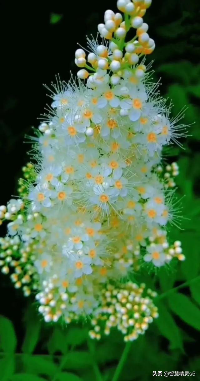 铁树开花的方法，铁树开花的方法有哪些（铁树开花了，也有芬芳的一天）