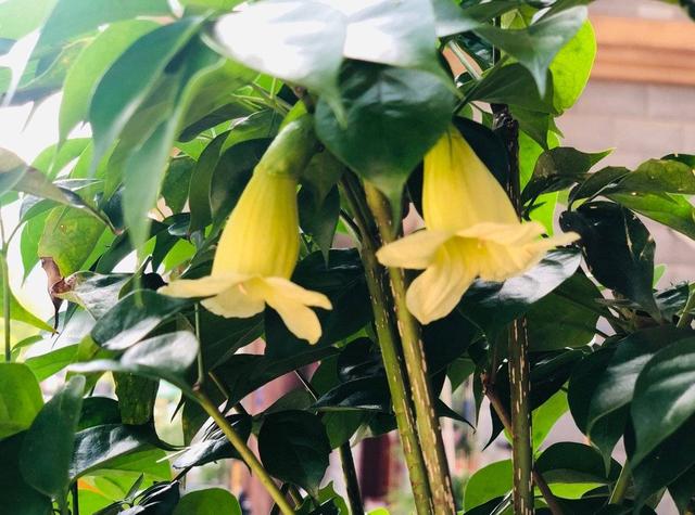 幸福树开花图片，夏季怎么养护幸福树（室内客厅养幸福树）