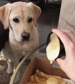 拉布拉多怎样区分赛级和宠物犬，拉布拉多怎样区分赛级和宠物犬的（纯种的“拉布拉多犬”）