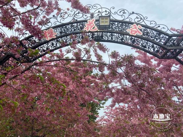 成都看樱花去哪里，樱花开了，成都多地可免费赏花