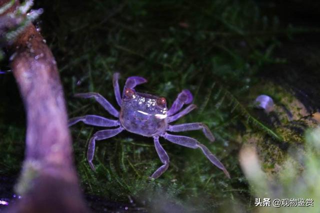 迷你小恶魔蟹如何养，观赏蟹的养殖方法